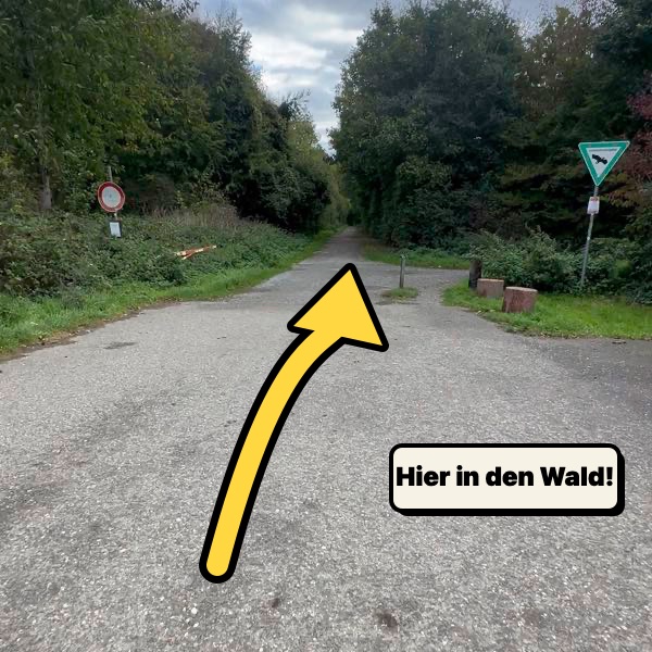 Weg vom Parkplatz in den Wald, ein gelber Pfeil zeigt die Richtung